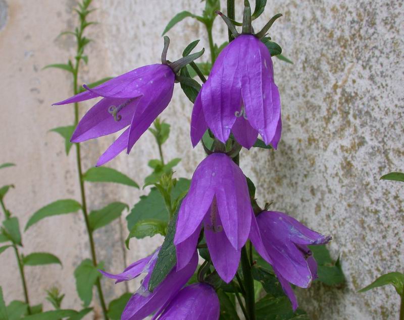 Campanula rapunculoides / Campanula serpeggiante